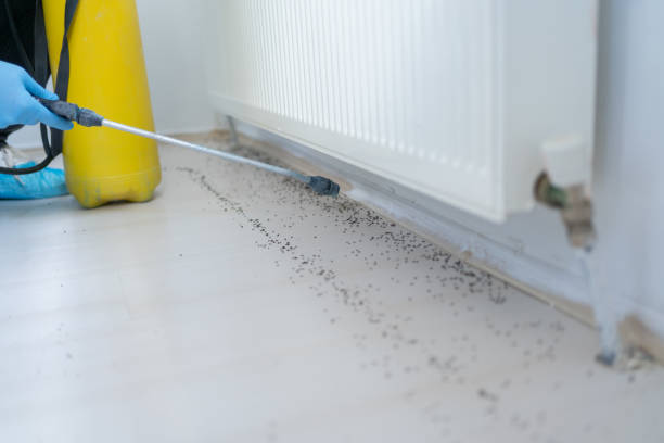 Best Termite Control Services  in Atkins, AR